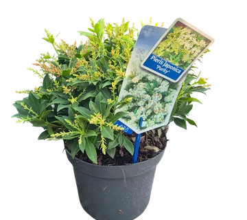 PIERIS JAP. "Purity" - cover