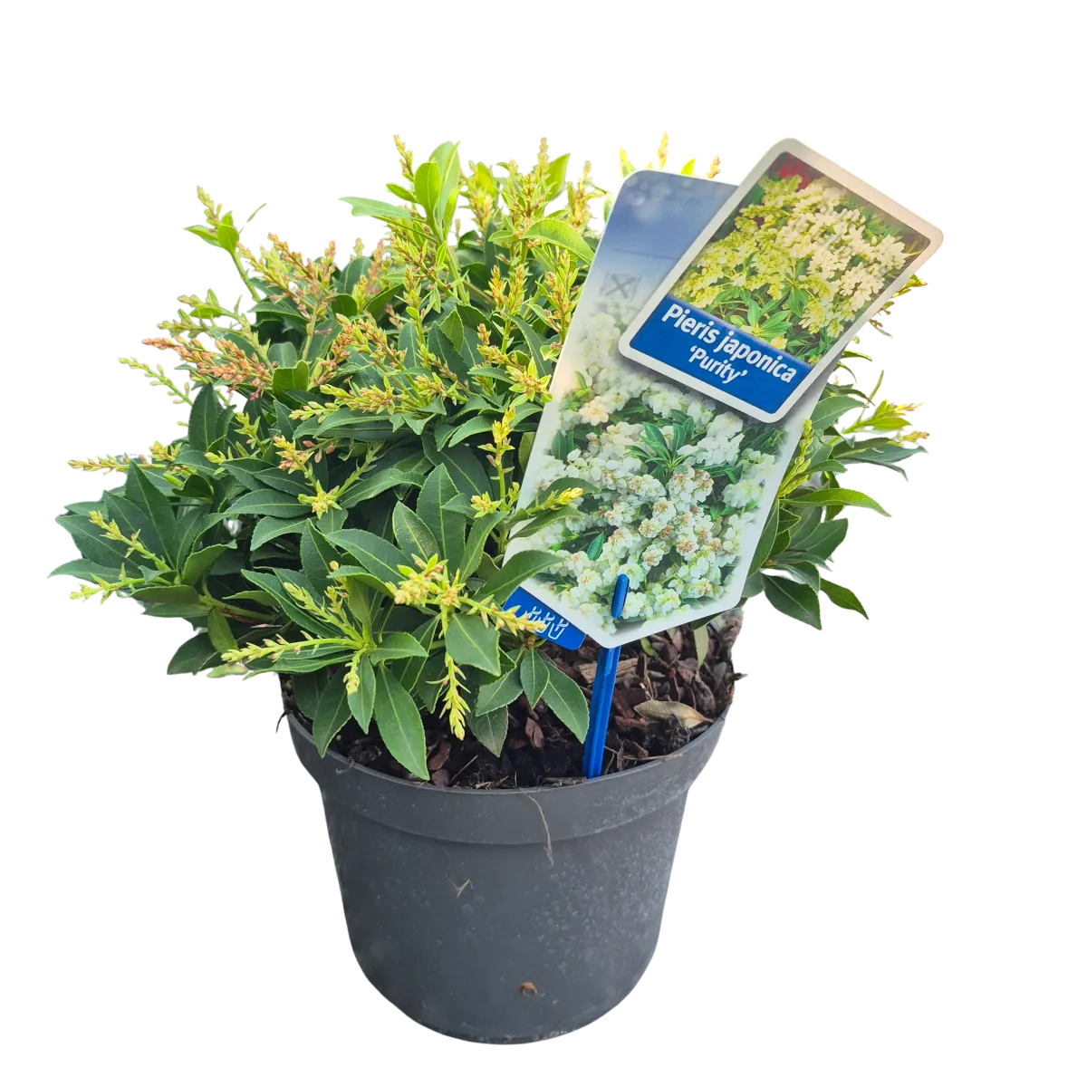 PIERIS JAP. "Purity" - cover