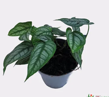 MONSTERA “Siltepecana” - cover