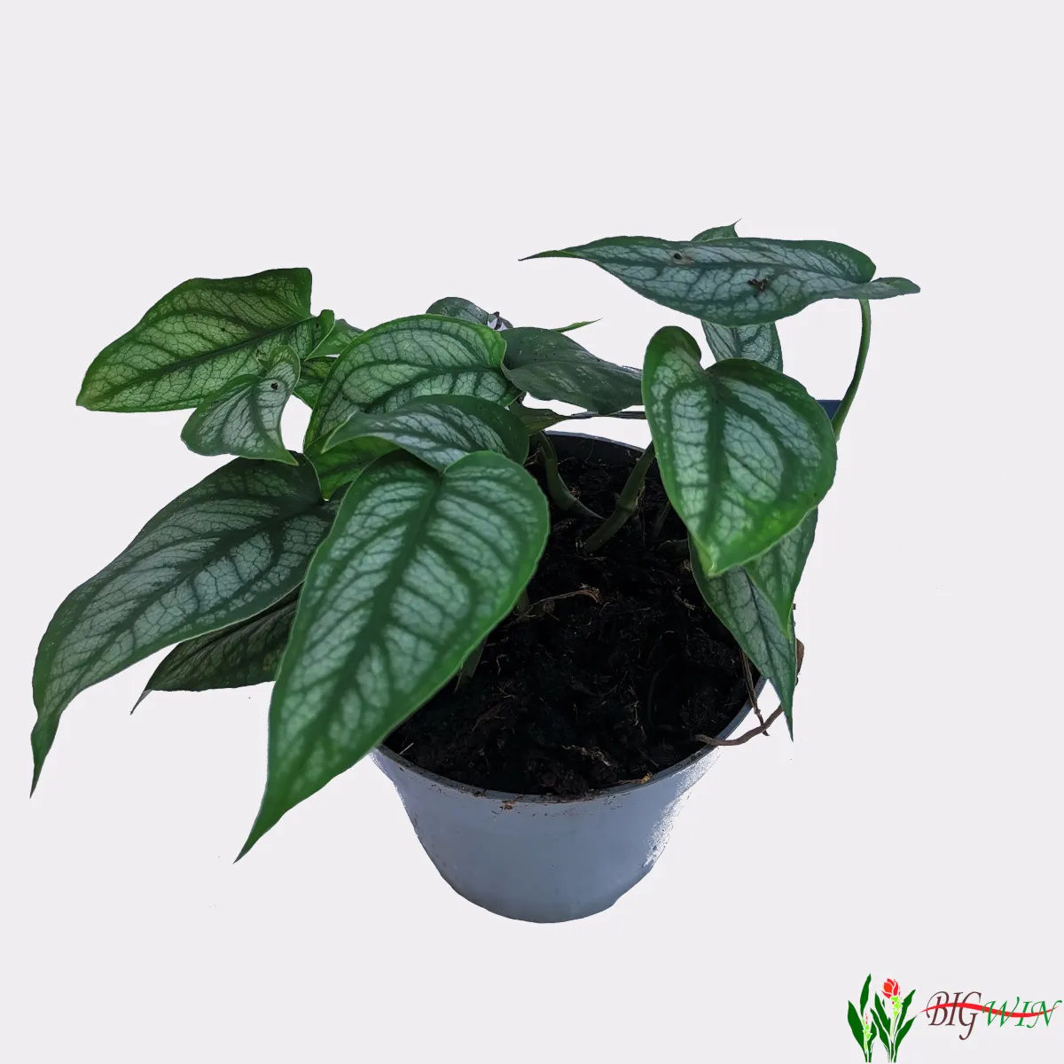 MONSTERA “Siltepecana” - cover