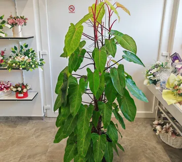 PHILODENDRON “Painted Lady” - cover