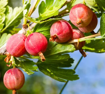 OGROZD “Captivator” - cover