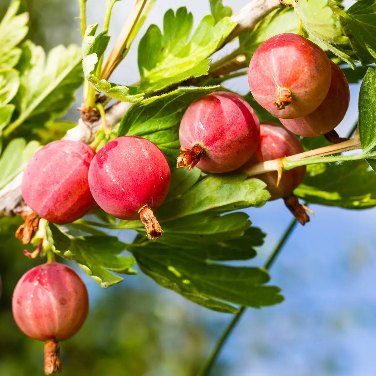 OGROZD “Captivator” - cover