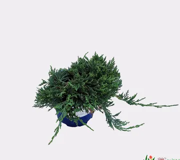 JUNIPERUS HOR. "Wiltonii" fi13 JUNIPERUS HOR. “Wiltonii” - cover