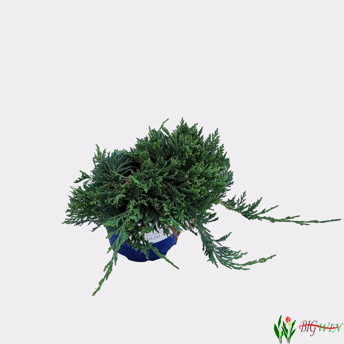 JUNIPERUS HOR. "Wiltonii" fi13 JUNIPERUS HOR. “Wiltonii” - cover