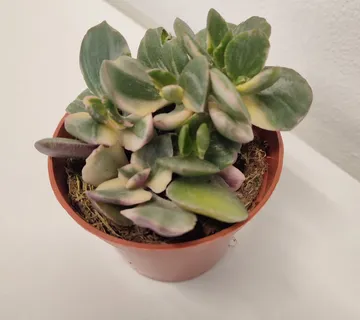 CRASSULA OVATA “Variegata” - cover