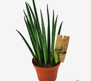 SANSEVIERIA BAC “Mikado” - cover