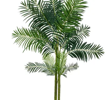 EUROPALMS Areca palm, 4 trunks, 240cm - cover