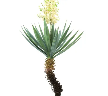 EUROPALMS Yucca palm with blossoms, 222cm - cover