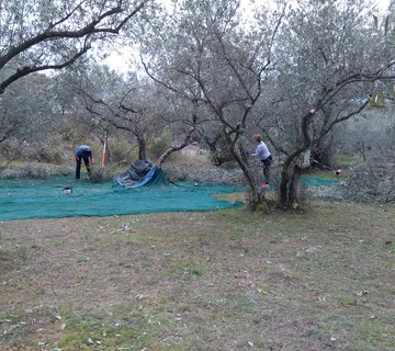 Maslinik na Krku - cover