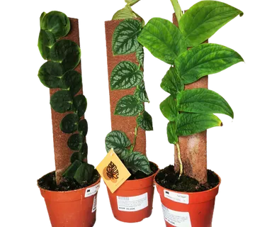 KRATISTE MONSTERA - cover