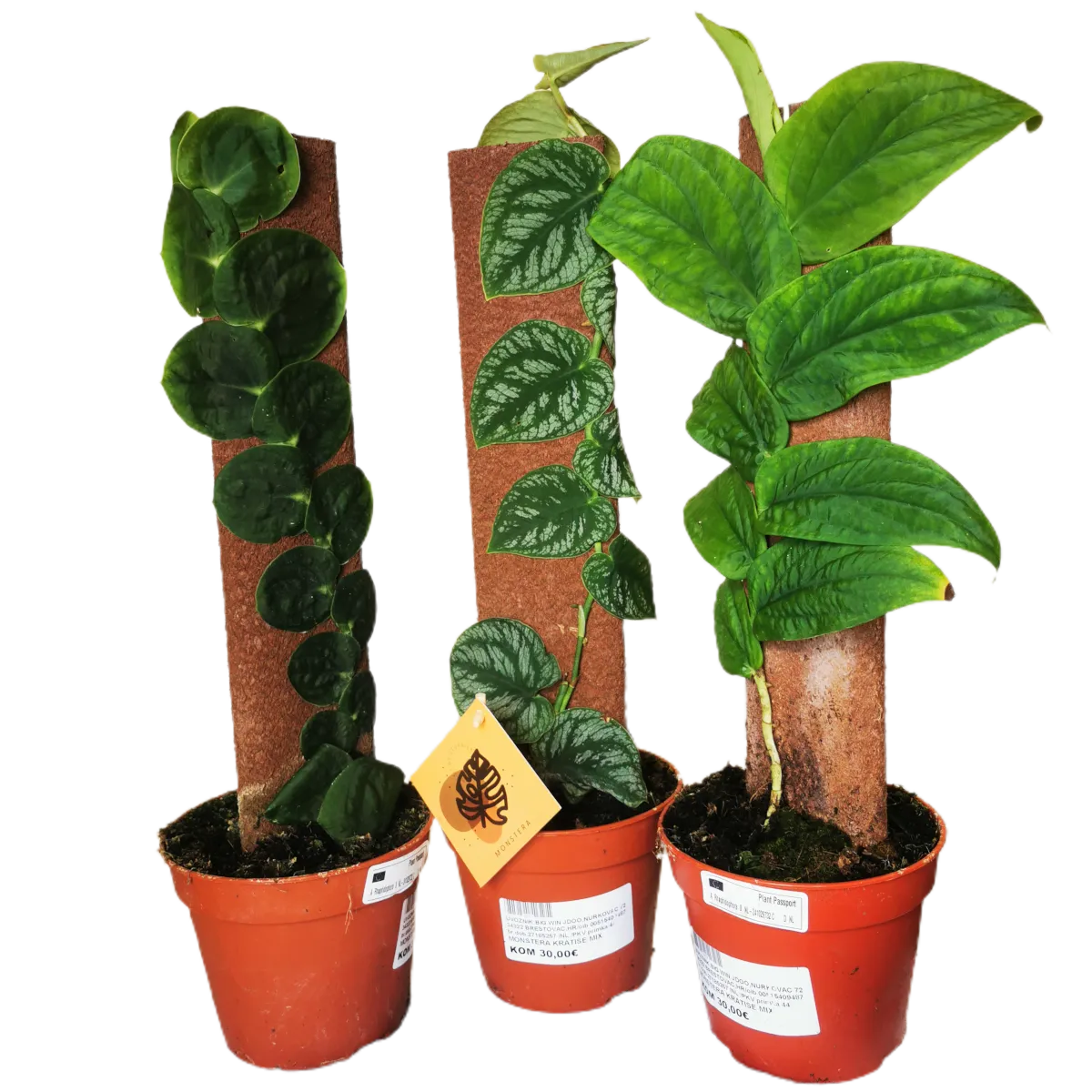 KRATISTE MONSTERA - cover