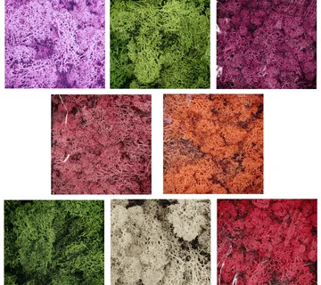 STABILIZIRANA MAHOVINA - cover