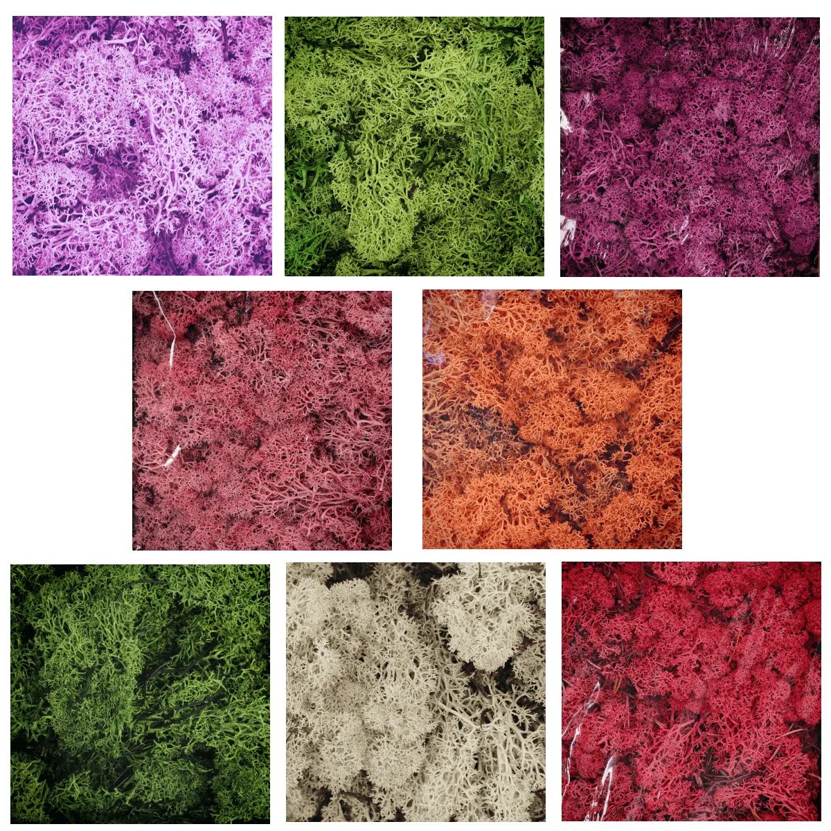 STABILIZIRANA MAHOVINA - cover