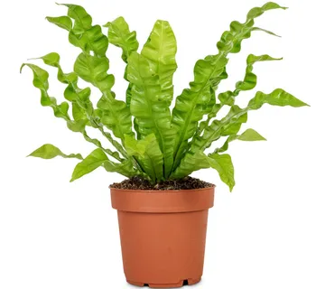 ASPLENIUM NIDUS ‘Crispy Wave’ - cover