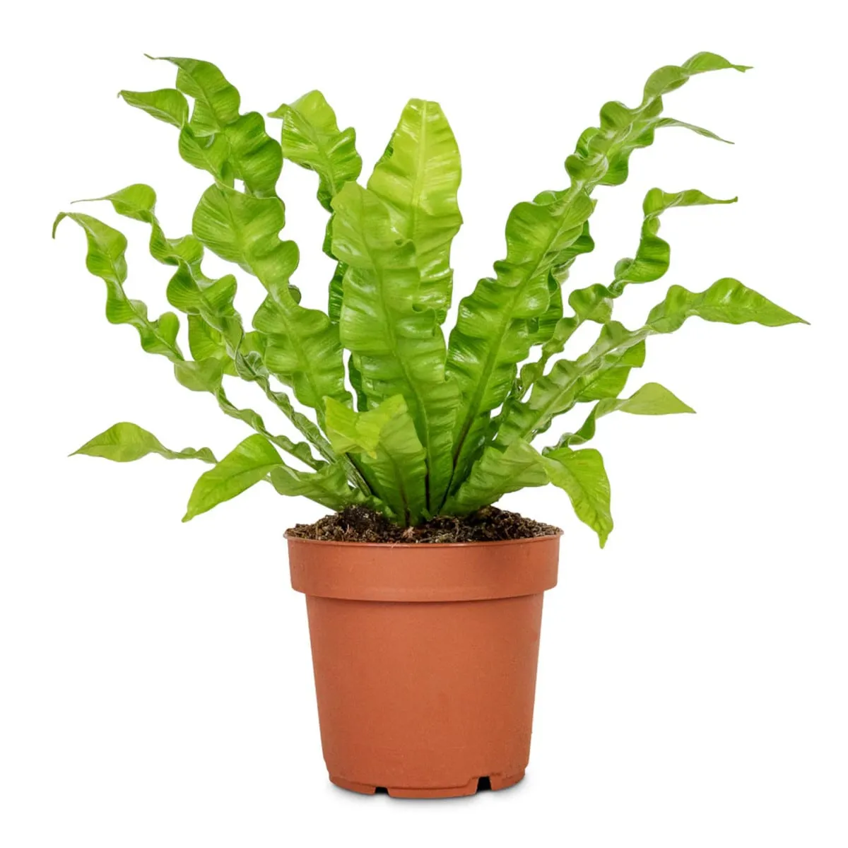 ASPLENIUM NIDUS ‘Crispy Wave’ - cover