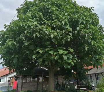 PAULOVNIJA sadnice visine4m.HLADOVINA.šaljem poštom - cover