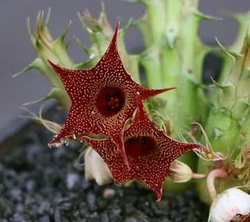 HUERNIA “Macrocarpa” - cover