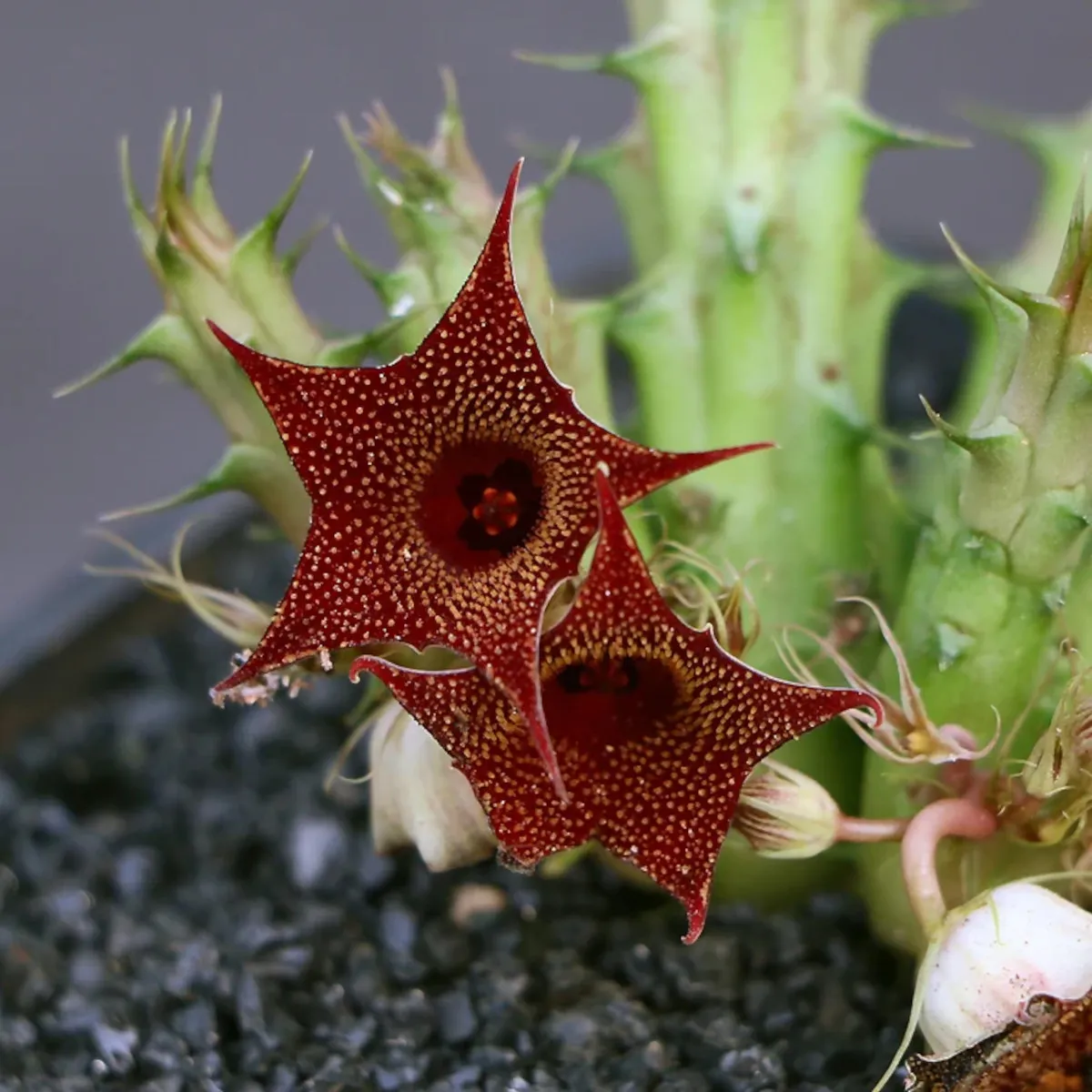 HUERNIA “Macrocarpa” - cover