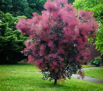 COTINUS COG “Royal Purple” - cover