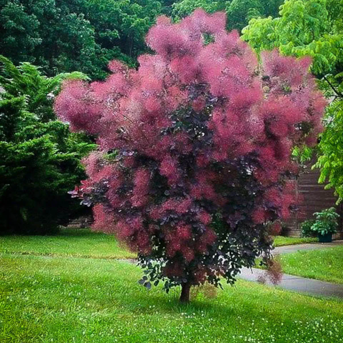 COTINUS COG “Royal Purple” - cover
