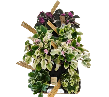 SAINTPAULIA VARIAGATED - cover