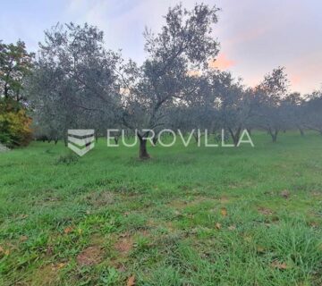 Istra, Krnica, maslinik na parceli od 4270 m2 - cover