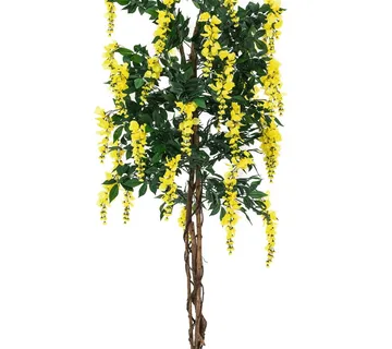 EUROPALMS Wisteria, yellow, 180cm - cover