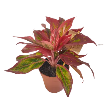 AGLAONEMA “Crete flame” - cover