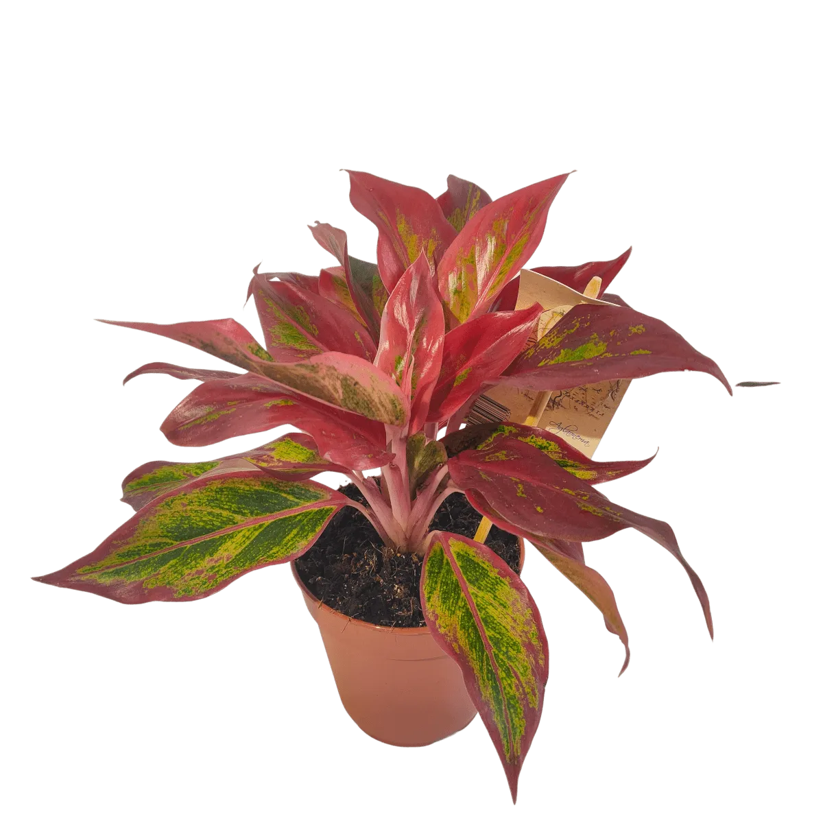 AGLAONEMA “Crete flame” - cover