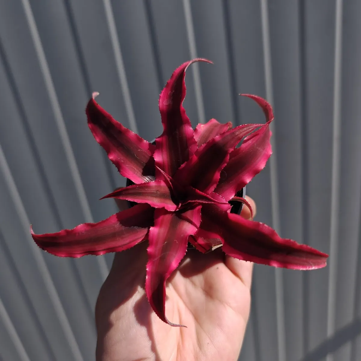 CRYPTANTHUS BIVITTATUS - cover