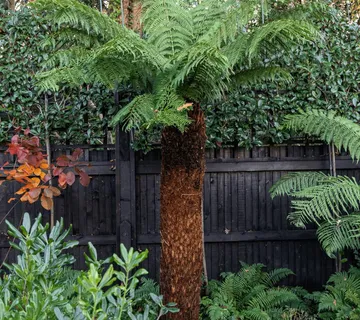 DICKSONIA ANTARCTICA - cover