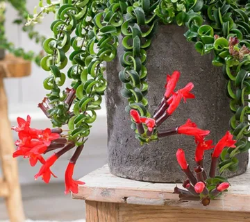 AESCHYNANTHUS - cover