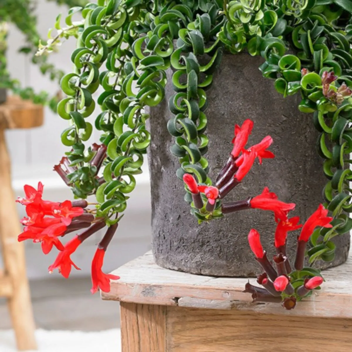 AESCHYNANTHUS - cover