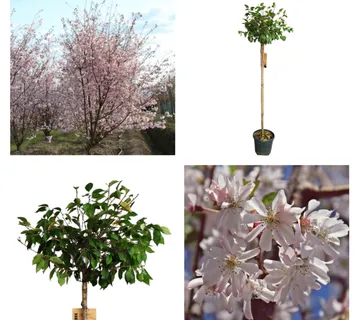 PRUNUS SUB. “Autumnalis Rosea”jap.uk.trešnja - cover