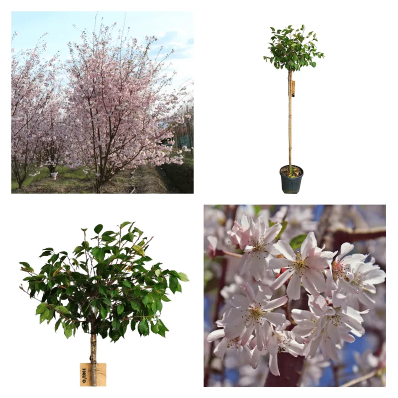 PRUNUS SUB. “Autumnalis Rosea”jap.uk.trešnja - cover