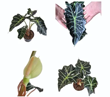 ALOCASIA “Amazonica Dwarf” - cover
