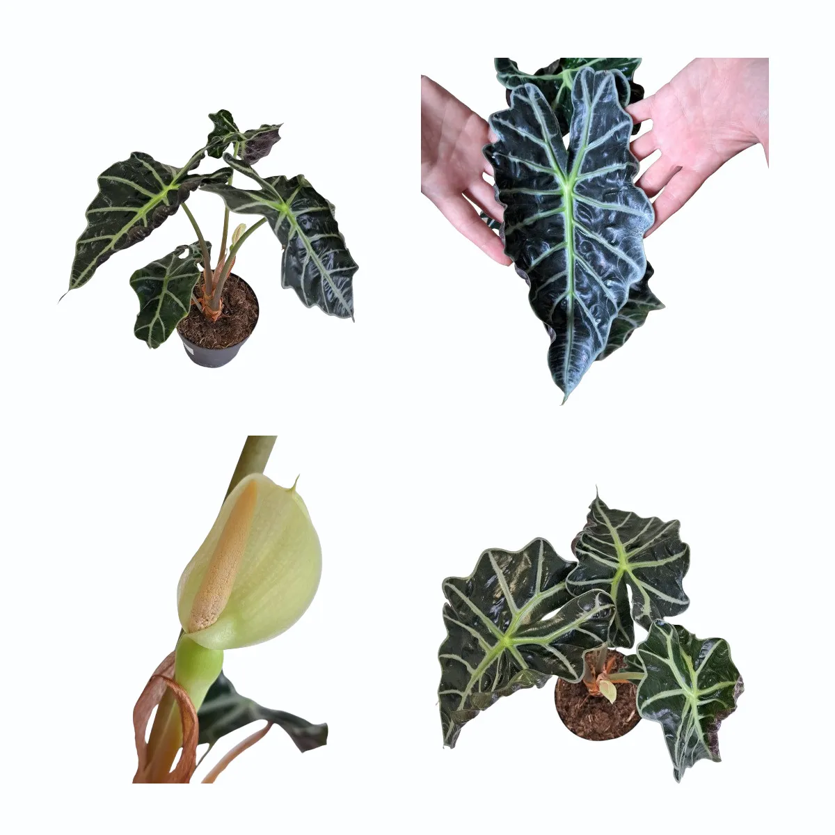 ALOCASIA “Amazonica Dwarf” - cover