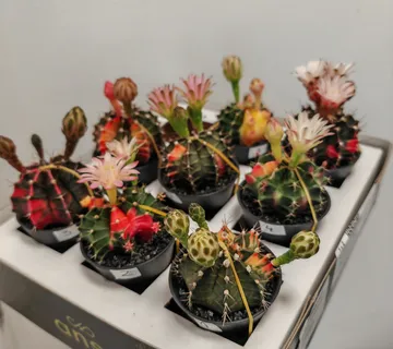 GYMNOCALYCIUM mix Variegata GM - cover
