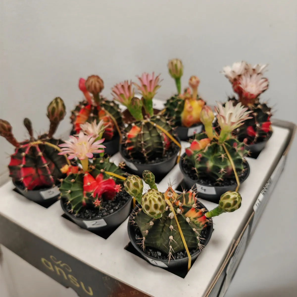 GYMNOCALYCIUM mix Variegata GM - cover