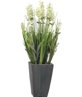 EUROPALMS Lavender, cream, in pot, 45cm - cover