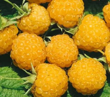 MALINA “Fallgold” - cover