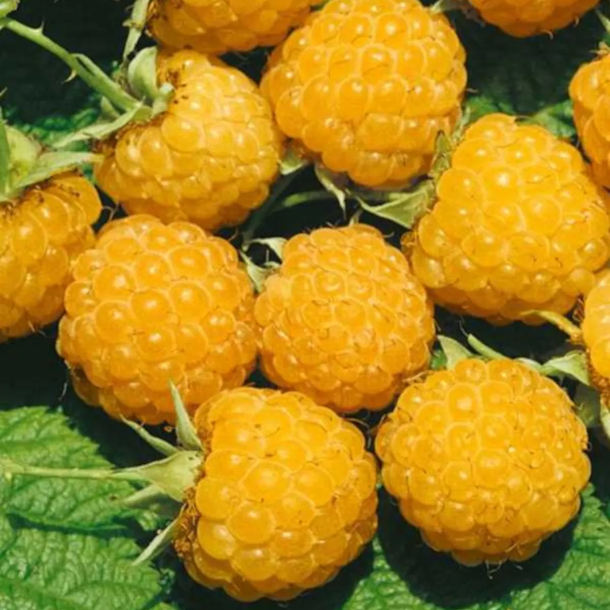 MALINA “Fallgold” - cover