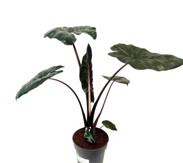 ALOCASIA “Yucatan Princess” - cover