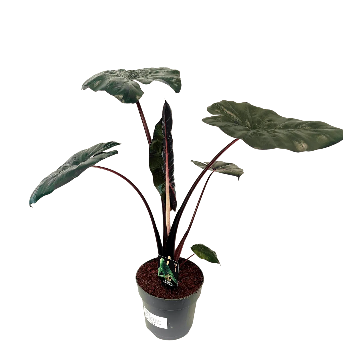 ALOCASIA “Yucatan Princess” - cover