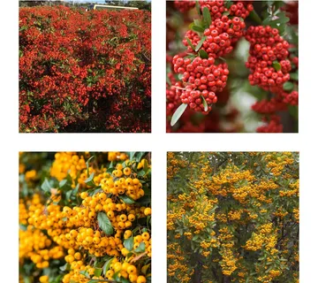 PYRACANTHA COC. / vatreni trn - cover