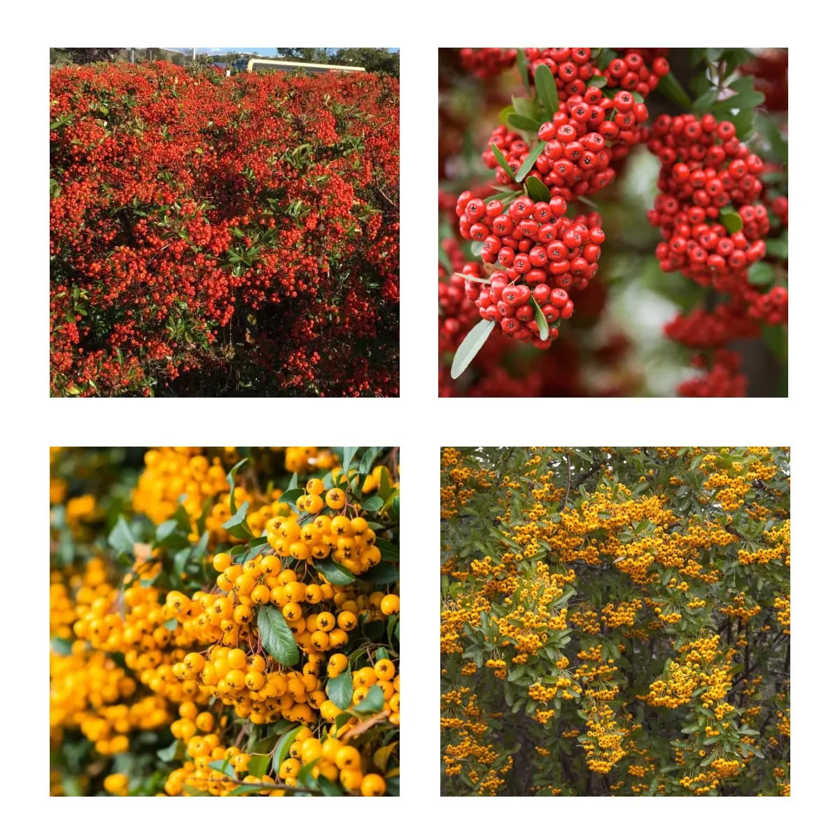 PYRACANTHA COC. / vatreni trn - cover