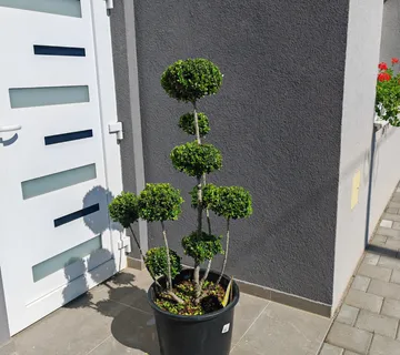 ILEX CRENATA “Dark Green Bonsai” - cover