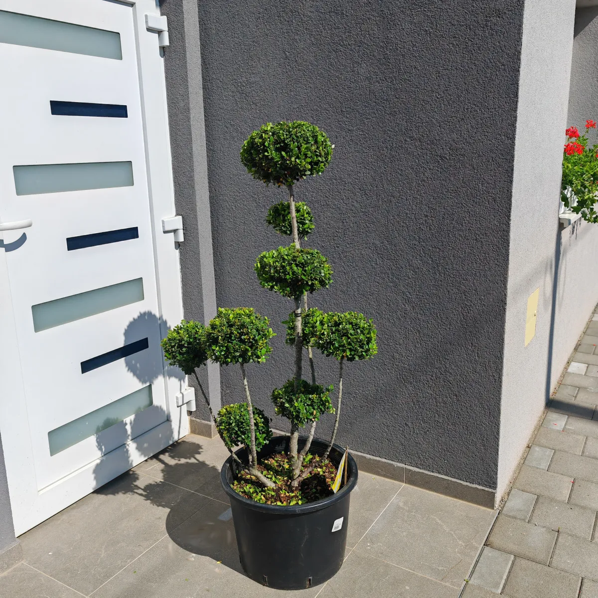 ILEX CRENATA “Dark Green Bonsai” - cover