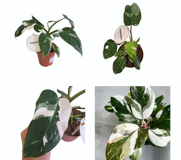 PHILODENDRON “White Princess” - cover